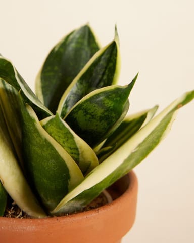 Baby Sansevieria Bird’s Nest Snake Plant Golden Edge Hahni