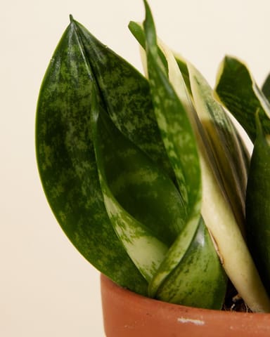 Baby Sansevieria Bird’s Nest Snake Plant Golden Edge Hahni