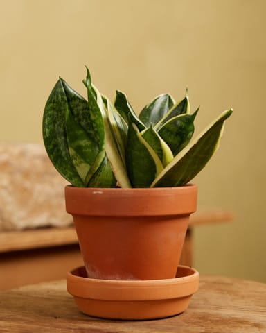 Baby Sansevieria Bird’s Nest Snake Plant Golden Edge Hahni