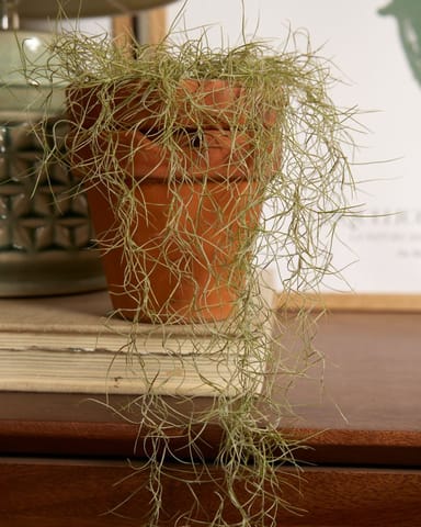 Baby Tillandsia Spanish Moss Usneoidus
