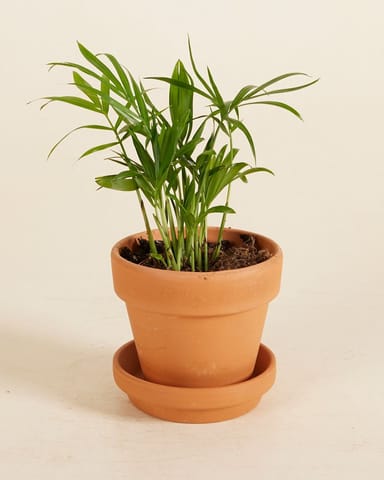 Baby Chamaedorea Elegans