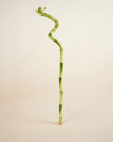 Baby Dracaena Bambù della Fortuna Sanderiana
