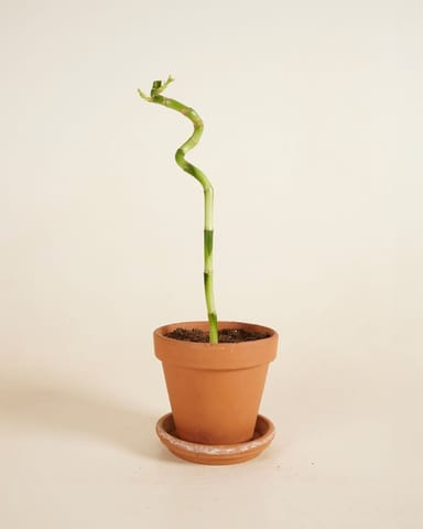 Baby Dracaena Bambù della Fortuna Sanderiana