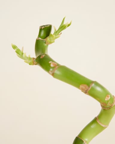 Baby Dracaena Bambù della Fortuna Sanderiana