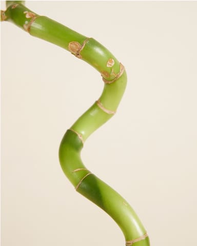 Baby Dracaena Bambù della Fortuna Sanderiana