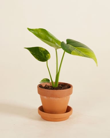 Bebé Monstera Monstera variegada Deliciosa Aurea