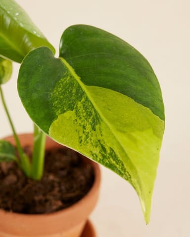 Bebé Monstera Monstera variegada Deliciosa Aurea