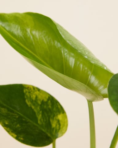 Bebé Monstera Monstera variegada Deliciosa Aurea