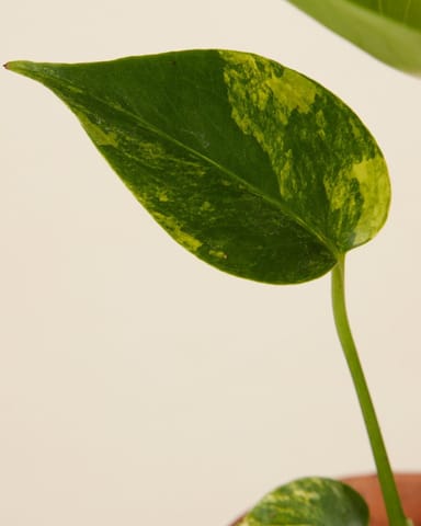 Bebé Monstera Monstera variegada Deliciosa Aurea