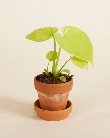 Bébé Monstera Swiss Cheese Plant Deliciosa Golden