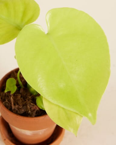 Bébé Monstera Swiss Cheese Plant Deliciosa Golden