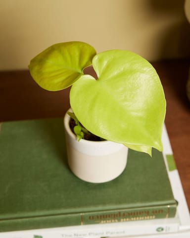 Bébé Monstera Swiss Cheese Plant Deliciosa Golden