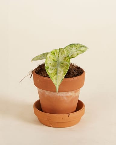Baby Alocasia Elefantenohr Ninja Tricolor