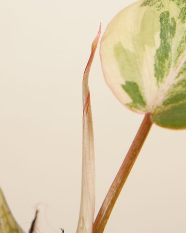 Bébé Philodendron Velvet Leaf Philodendron Gloriosum Variegata