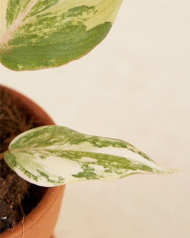 Bébé Philodendron Velvet Leaf Philodendron Gloriosum Variegata