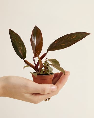 Baby Philodendron Orange Leaf Philodendron Orange Princess Variegata