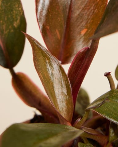 Baby Philodendron Orange Leaf Philodendron Orange Princess Variegata