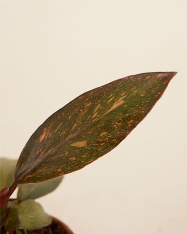 Baby Philodendron Orange Leaf Philodendron Orange Princess Variegata