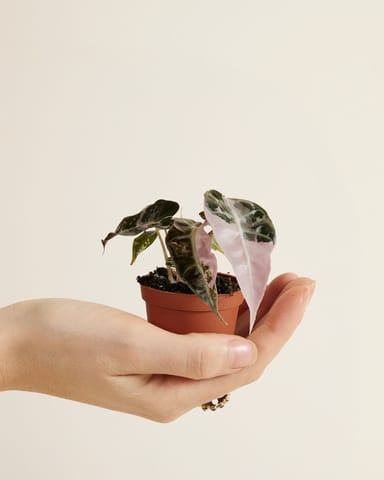 Baby Alocasia Dwarf Elephant Ear Bambino Pink