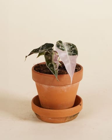 Baby Alocasia Dwarf Elephant Ear Bambino Pink