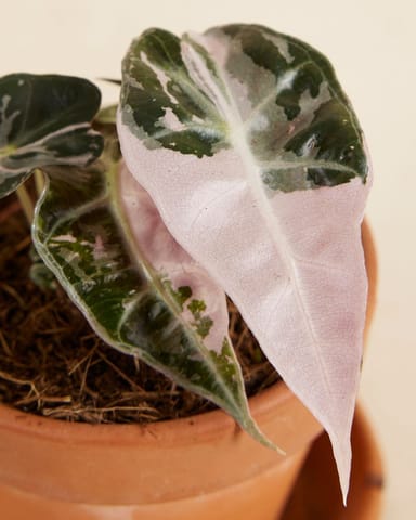 Baby Alocasia Dwarf Elephant Ear Bambino Pink