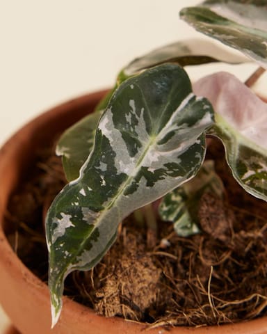 Baby Alocasia Dwarf Elephant Ear Bambino Pink
