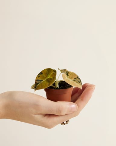 Bébé Alocasia Oreille d’Éléphant Velours Noir Black Velvet Aurea