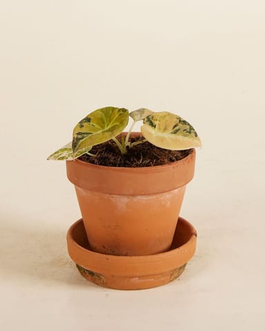 Bébé Alocasia Oreille d’Éléphant Velours Noir Black Velvet Aurea