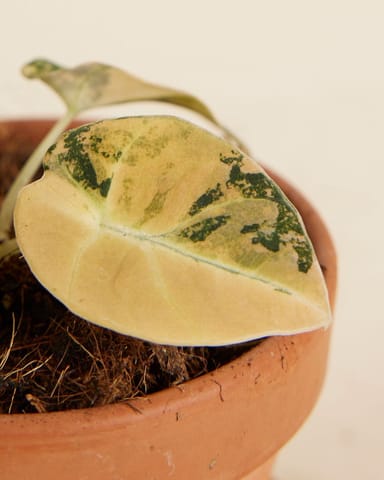 Bébé Alocasia Oreille d’Éléphant Velours Noir Black Velvet Aurea