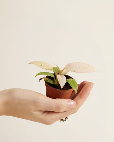 Baby Philodendron Velvet Leaf Philodendron Whipple Way