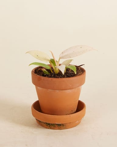 Baby Philodendron Velvet Leaf Philodendron Whipple Way