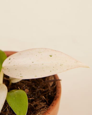 Baby Philodendron Velvet Leaf Philodendron Whipple Way