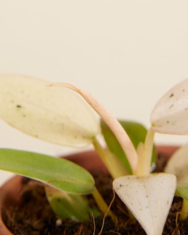 Baby Philodendron Velvet Leaf Philodendron Whipple Way