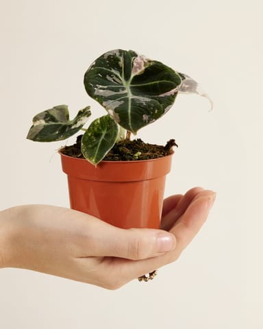 Baby Alocasia Orecchio d’Elefante Rosa Black Velvet Pink