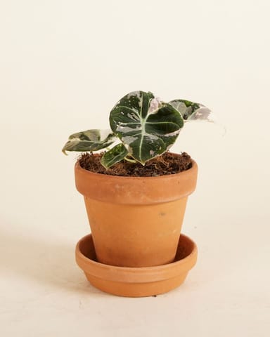 Baby Alocasia Orecchio d’Elefante Rosa Black Velvet Pink
