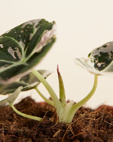 Baby Alocasia Orecchio d’Elefante Rosa Black Velvet Pink