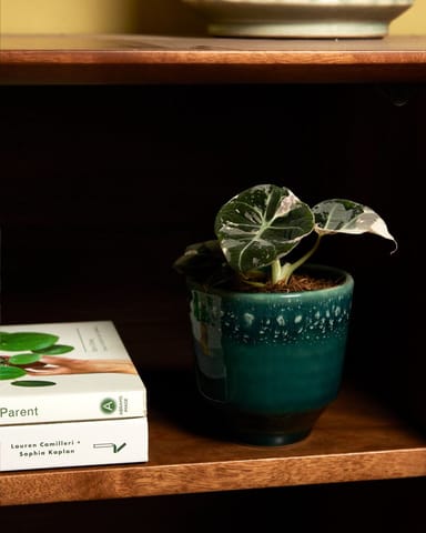 Baby Alocasia Orecchio d’Elefante Rosa Black Velvet Pink