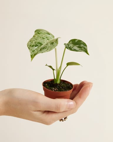 Baby Monstera Pianta del Formaggio Svizzero Bulbasaur