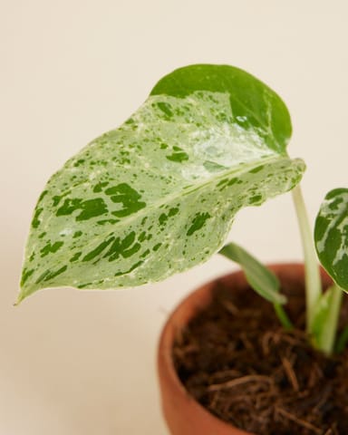 Baby Monstera Pianta del Formaggio Svizzero Bulbasaur