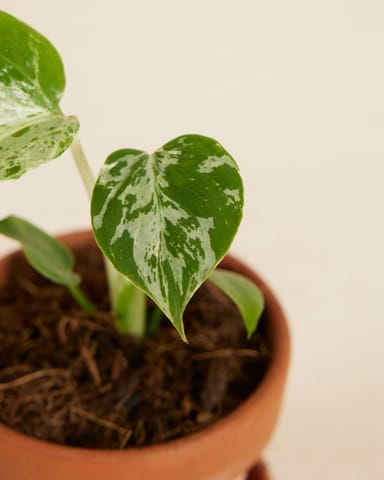 Baby Monstera Pianta del Formaggio Svizzero Bulbasaur