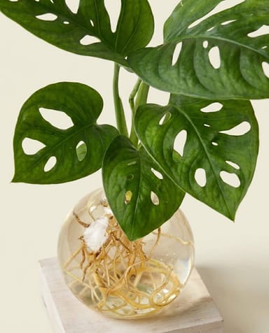 Bebé Monstera Swiss Cheese plant Adansonii + LED