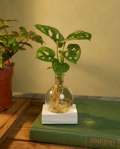 Bebé Monstera Swiss Cheese plant Adansonii + LED