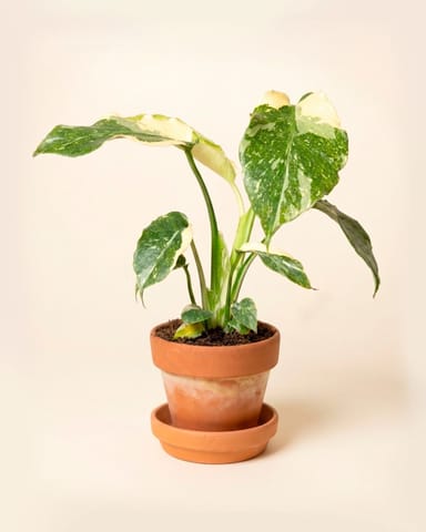 Baby Monstera Fensterblatt Thai Constellation NoID
