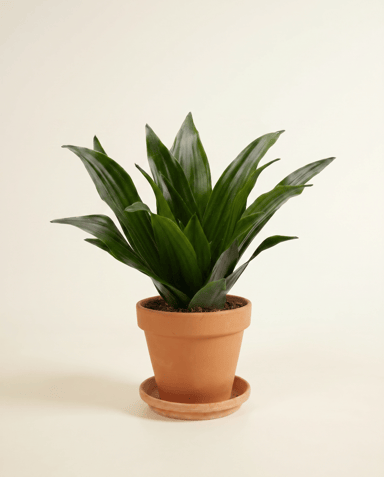 Baby Dracaena Drakenbloedboom Janet Craig