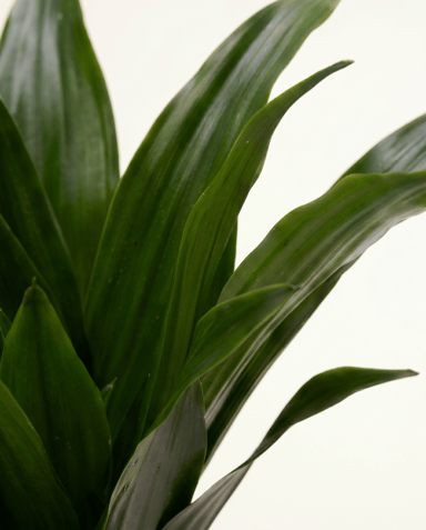 Baby Dracaena Drakenbloedboom Janet Craig