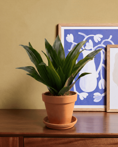 Baby Dracaena Drakenbloedboom Janet Craig