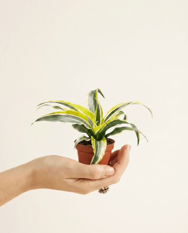 Bebé Dracaena Árbol del dragón Lemon Surprise