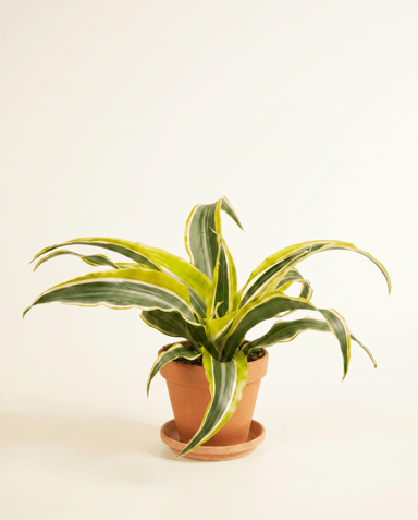 Bebé Dracaena Árbol del dragón Lemon Surprise