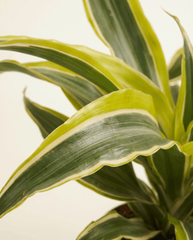 Bebé Dracaena Árbol del dragón Lemon Surprise