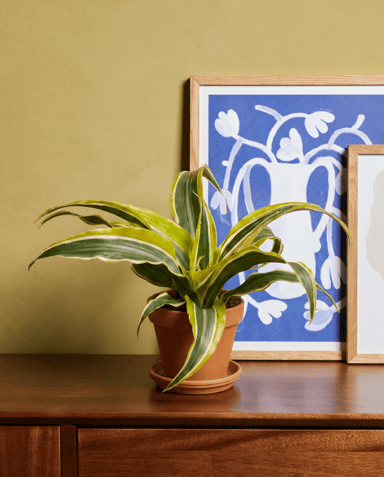 Bebé Dracaena Árbol del dragón Lemon Surprise